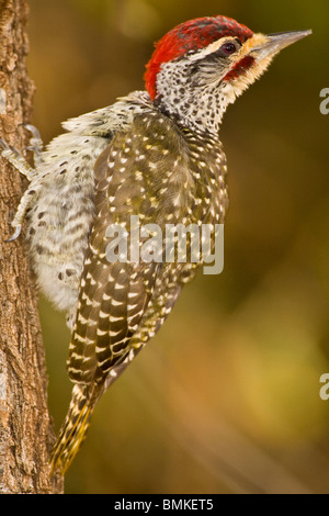 Africa. Kenya. Nubian woodpecker at Lake Nakuru NP. Stock Photo