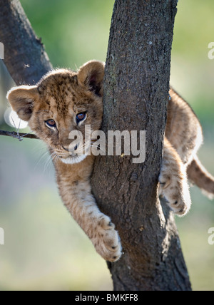 Lion cub about 3 months old, climbing a tree. Near Ndutu, Ngorongoro Conservation Area / Serengeti National Park, Tanzania. Stock Photo