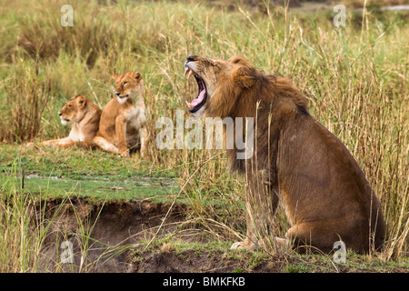 Adult lion yawning and two lionesses in the background, Serengeti National Park, Serengeti, Tanzania, Africa Stock Photo