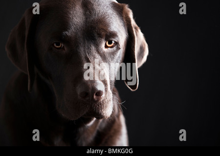 Beautiful Low Key Shot of a Chocolate Labrador in the Studio