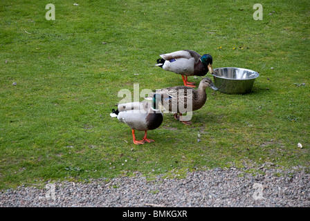 Mallard Ducks Enjoying a Drink Stock Photo