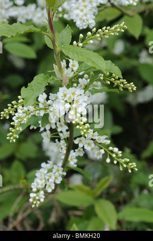 Bird Cherry, (prunus padus), flowers in full bloom, growing in ancient woodland, UK, Thursford Wood, NWT, Norfolk, UK, May Stock Photo
