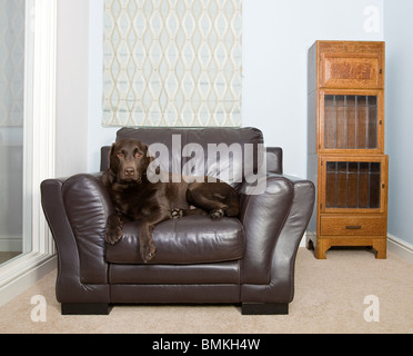 Shot of a Chocolate Labrador Relaxing in his Favourite Armchair