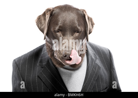 Shot of a Chocolate Labrador in Pin Stripe Suit Licking his Lips Stock Photo