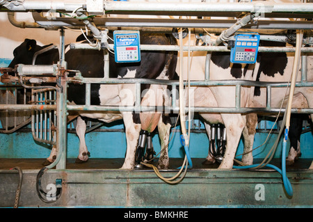 Milking cows in a modern milking parlour on a farm in Hampshire England Stock Photo