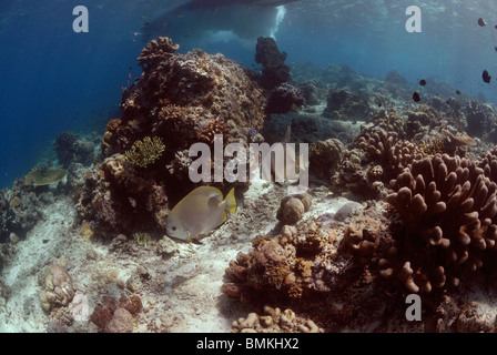 Bat fish and reef scene, Sipadan, Sabah, Malaysia, Borneo, South-east Asia Stock Photo