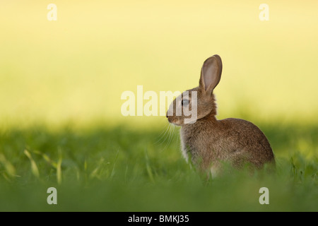European Rabbit (Oryctolagus cuniculus) young, at rest, Norfolk, UK.