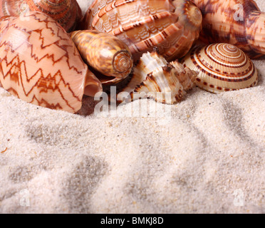 Different seashells on the sand. Shallow depth of field - focus on seashells Stock Photo