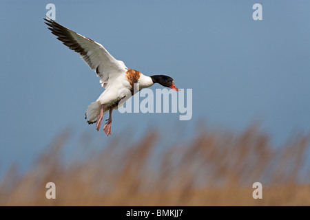 Shelduck Tadorna tadorna in flight at Cley Norfolk Stock Photo