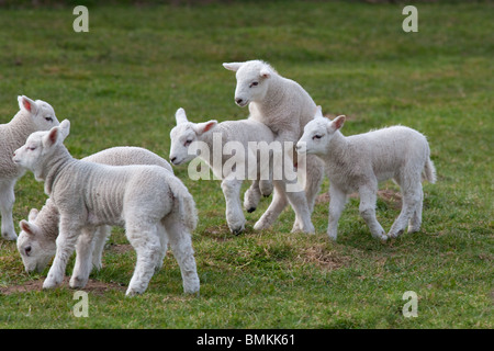 A group of spring Lambs playing in meadow at Easter time Stock Photo