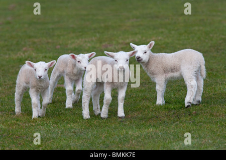 A group of spring Lambs playing in meadow at Easter time Stock Photo