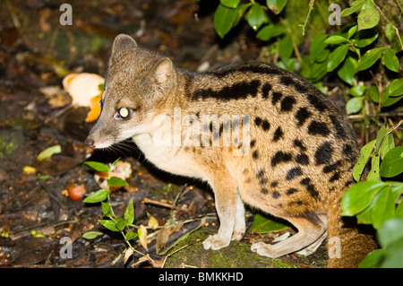 Madagascar, Fianarantsoa, Ronomafana NP. Striped Civet cat (Fossa fossana) Stock Photo