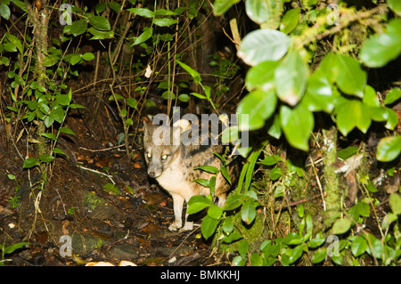 Madagascar, Fianarantsoa, Ronomafana NP. Striped Civet cat (Fossa fossana) Stock Photo