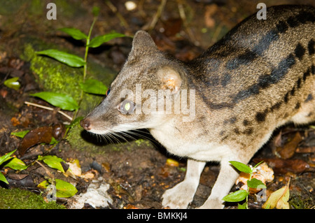 Madagascar, Fianarantsoa, Ronomafana NP. Striped Civet cat (Fossa fossana) Stock Photo