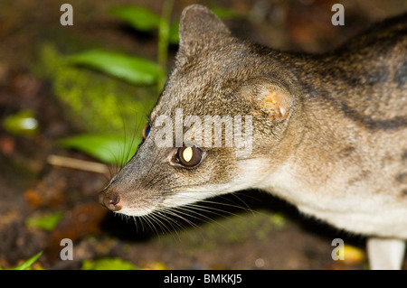 Madagascar, Fianarantsoa, Ronomafana NP. Striped Civet cat (Fossa fossana) Stock Photo