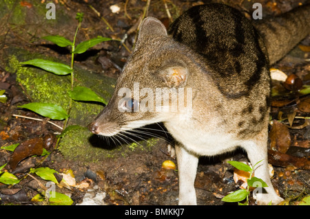 Madagascar, Fianarantsoa, Ronomafana NP. Striped Civet cat (Fossa fossana) Stock Photo