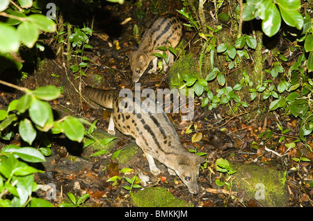 Madagascar, Fianarantsoa, Ronomafana NP. Striped Civet cats (Fossa fossana) Stock Photo