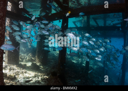 Bigeye jacks school under jetty.  Misool, Raja Empat, West Papua, Indonesia. Stock Photo