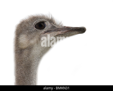 Ostrich head isolated on white background Stock Photo