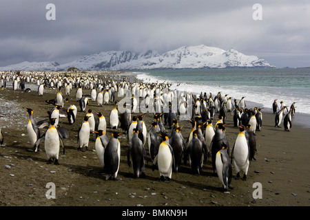 King Penguins on Beach, Salisbury Plain, South Georgia Stock Photo