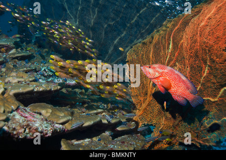 Coral hind with gorgonian, hunting pygmy sweepers on coral reef.  Andaman Sea, Thailand. Stock Photo