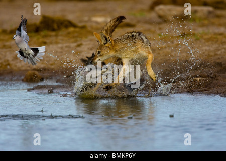 Black backed Jackal chasing Cape Turtle Doves, Etosha, Namibia Stock Photo