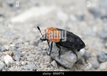 Oiceoptoma thoracicum, the Red-Breasted Carrion Beetle Stock Photo