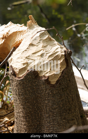 Beaver teeth marks on tree stump Stock Photo