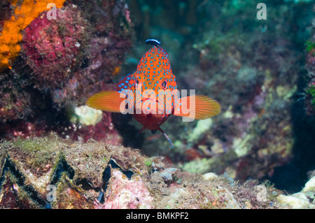 Coral hind with a Bluestreak cleaner, Solomon Islands. Stock Photo