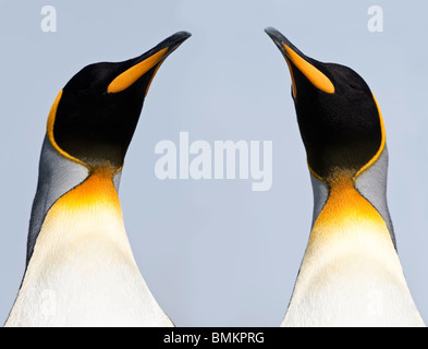 King Penguins. Salisbury Plain, South Georgia. Stock Photo