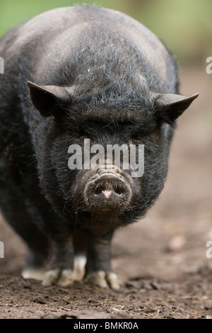 Vietnamese Pot bellied Pig - Sus scrofa Stock Photo