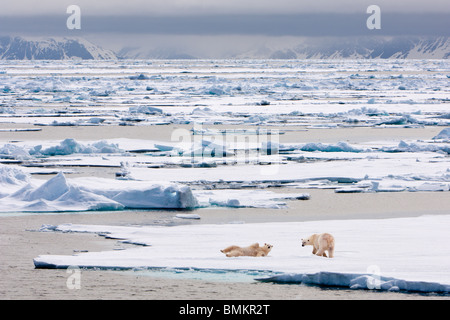 Polar Bears on ice floe, Woodfjorden, northern Spitsbergen, Svalbard, Arctic Norway. Stock Photo