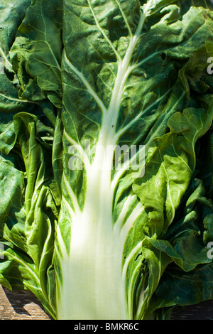 Organic swiss chard  (Beta vulgaris) grown in the Provence, south of France. Stock Photo