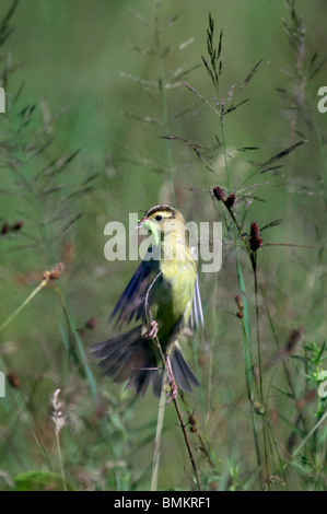 Adult female Bobolink with an insect in her beak perched in the long grass Stock Photo