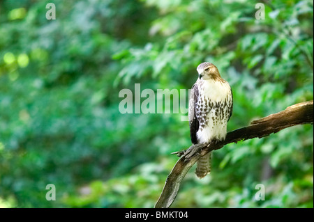 Red-tailed Hawk perched on a curved branch Stock Photo