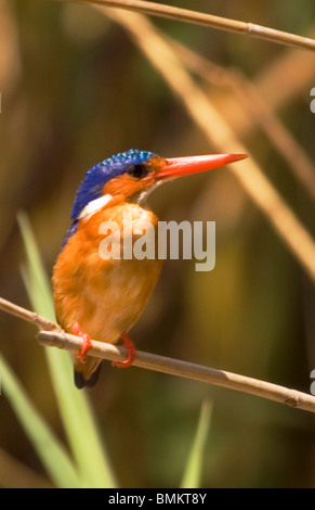 Africa; Malawi; Liwonde National Park; Malachite kingfisher sitting on branch Stock Photo