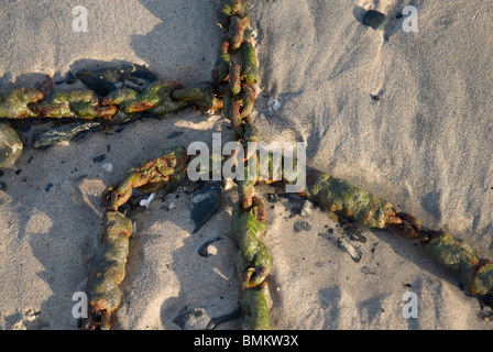 Seaweed covered chain on beach St Ives Cornwall UK Stock Photo