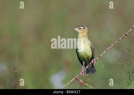 Adult female Bobolink with an insect in her beak perched on a stalk of grass Stock Photo