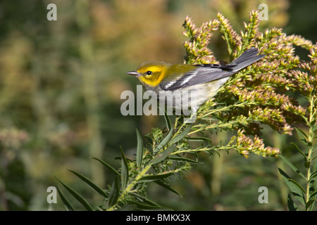 Black-throated Green Warbler perched on Goldenrod at dawn Stock Photo