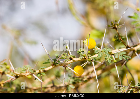 Mali, Djenne, Djenne-Djeno Archaeological Site. Acacia Stock Photo