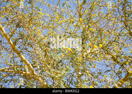 Mali, Djenne, Djenne-Djeno Archaeological Site. Acacia Stock Photo