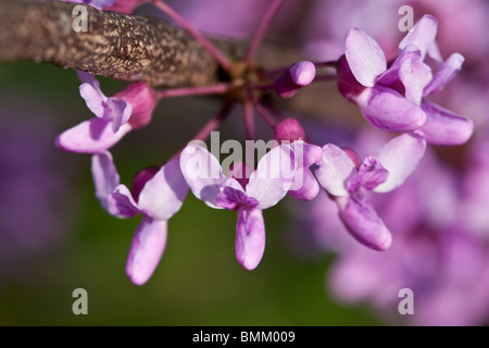 Pink blossoms of eastern redbud tree also called Judas-tree Stock Photo