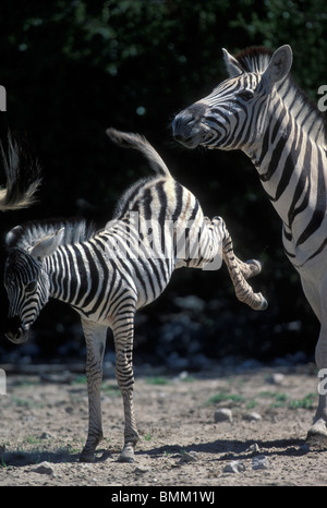 Namibia, Etosha National Park, Young Plains Zebra (Equus burchelli) kicks at mother by water hole Stock Photo