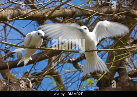 Fairy Turn birds in trees. Stock Photo