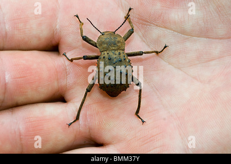 Fregate Island Beetle - Indemic to island Stock Photo