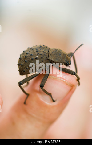 Fregate Island Beetle - Indemic to island Stock Photo