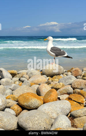 Western gull (laurus occidentalis) on California beach with ocean waves in background and copy space. Stock Photo
