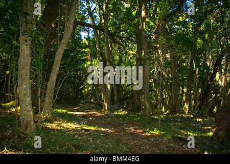 Hogsback, Eastern Cape, Amatole Mountains, South Africa. Hiking to the Madonna and Child waterfall. Stock Photo