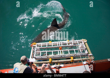 Hermanus, South Africa. Some of the legendary Great White Shark diving off the coast of Mosselbaai (Mossel Bay). Stock Photo