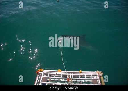 Hermanus, South Africa. Some of the legendary Great White Shark diving off the coast of Mosselbaai (Mossel Bay). Stock Photo